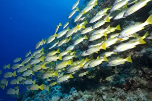 Shoal of Ehrenbergs Snapper or Blackspot Snapper -Lutjanus ehrenbergi-, Red Sea, Egypt