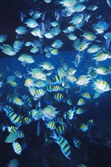 Images Dated 21st April 2016: Shoal of Tropical Fish