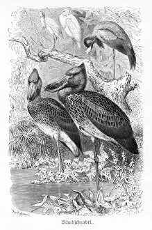 Images Dated 27th February 2017: Shoebill engraving 1892