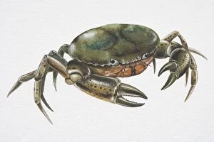 Habitat Collection: Shore Crab (Carcinus maenas) with deep green carapace