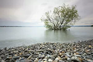 Images Dated 9th June 2013: Shore during high waters at Hoernle, Lake Constance, Konstanz, Baden-Wurttemberg, Germany