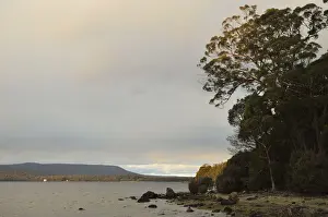 Tasmania Prints: Shore of Lake St Clair
