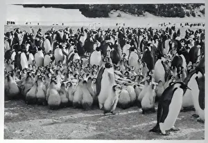 Shore Full of Penguins