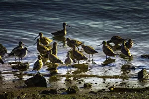 Images Dated 2nd November 2016: Shorebirds