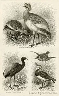 Images Dated 27th June 2015: Shorebirds engraving 1896