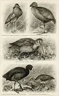 Images Dated 27th June 2015: Shorebirds engraving 1896