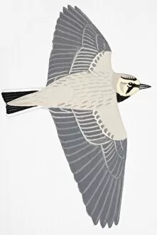 Shorelark, Horned Lark (Eremophila alpestris), adult