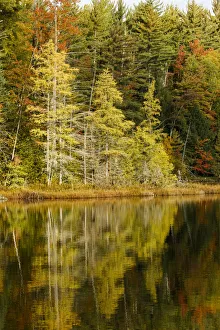 Images Dated 9th May 2016: Shoreline of Red Jack Lake at sunrise, Hiawatha National Forest, Upper Peninsula of Michigan, USA