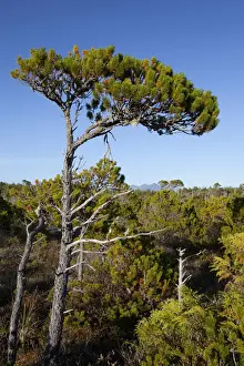 Rain Forest Prints: The Shorepine Bog Trail In Pacific Rim National Park Near Tofino