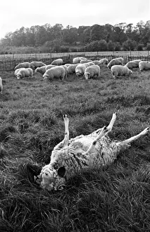 Stuffed Animal Prints: Shorn Sheep