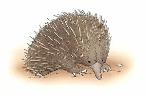 Images Dated 19th February 2008: Short-beaked echidna (Tachyglossus aculeatus)