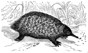 Short-beaked echidna (Tachyglossus aculeatus)