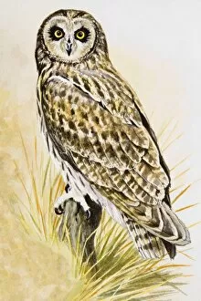 Short-eared owl (Asio flammeus), perching on a branch, facing forward