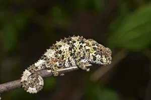Prick Gallery: Short-horned Chameleon -Calumma brevicorne-, Andasibe National Park, Ost-Madagaskar, Madagascar