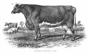 Images Dated 4th May 2017: Short horned cow engraving 1878