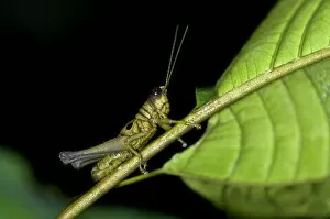 Short-horned grasshopper -Caelifera spec.-, Tiputini rainforest, Yasuni National Park, Ecuador, South America