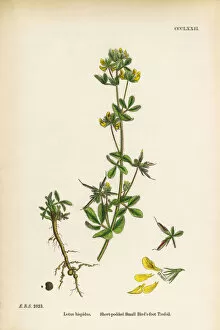 Images Dated 12th June 2017: Short-podded Small Birda┬Ç┬Ös-foot Trefoil, Lotus Hispidus, Victorian Botanical Illustration, 1863