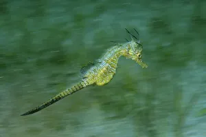 Images Dated 4th July 2013: Short-snouted Seahorse -Hippocampus hippocampus-, Black Sea, Crimea, Russia