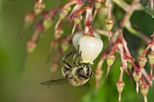 Short-tongued Hoverfly -Villa spec.- drinking from a flower of the Western Strawberry Tree -Arbutus unedo-, Europa