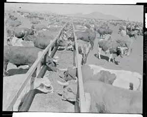 Phoenix Prints: Shot of Cattle Feeding System