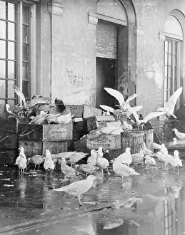 Shot of Scavenger Birds