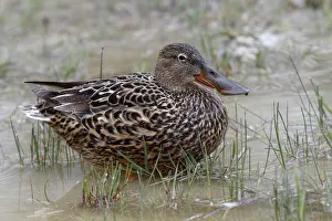 Images Dated 24th April 2012: Shoveler or Shoveller -Anas clypeata-, female standing in shallow water, Lake Neusiedl