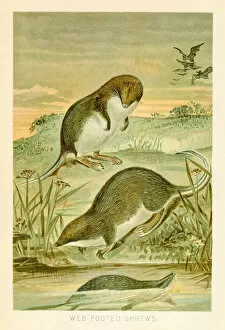 Images Dated 29th October 2018: Shrews chromolithograph 1896