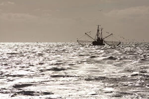 Seagull Gallery: Shrimp boat with gulls off the North Sea coast with backlighting, Buesum, Schleswig-Holstein