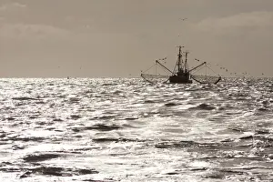 Evening Prints: Shrimp boat with gulls off the North Sea coast with backlighting