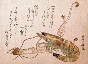 Shrimp Prints: Shrinp & Udo Plant