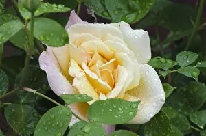 Shrub rose -Rosa-, Bavaria, Germany, Europe