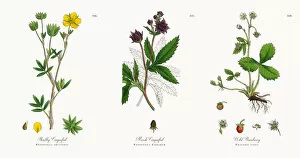 Images Dated 18th December 2017: Shrubby Cinquefoil, Potentilla fruticosa, Victorian Botanical Illustration, 1863