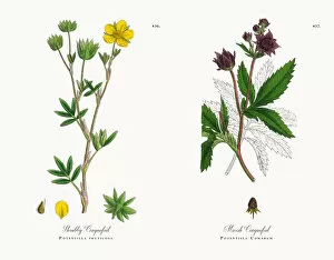 Images Dated 18th December 2017: Shrubby Cinquefoil, Potentilla fruticosa, Victorian Botanical Illustration, 1863