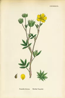 Images Dated 20th September 2017: Shrubby Cinquefoil, Potentilla fruticosa, Victorian Botanical Illustration, 1863