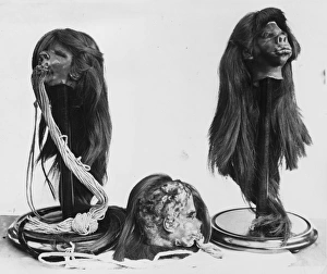 Topical Press Agency Collection: Shrunken Heads