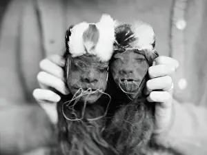 Gruesome Prints: Shrunken Heads of a Man and Woman