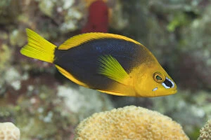 Shy Hamlet (tropical fish) on coral reef