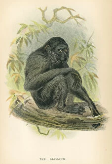 Monkey Collection: Siamang gibbon primate 1894