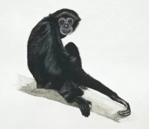 Images Dated 30th March 2006: Siamang, Hylobates syndactylus, a gibbon sitting on tree branch