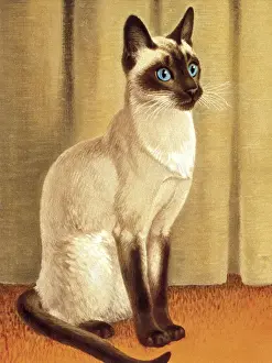 One An Prints: Siamese Cat