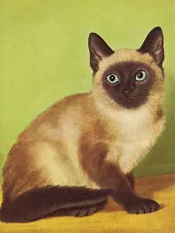 Siamese Cat