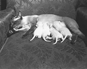 Licking Prints: Siamese cat feeding kittens, (B&W)