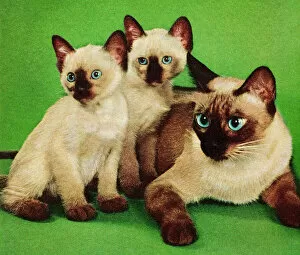 Retro Revival Gallery: Siamese Cat and Two Kittens