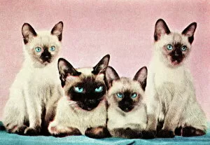Images Dated 18th August 2003: Siamese cats