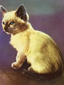 Siamese Kitten