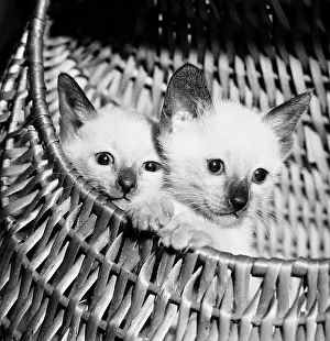 Kitten Prints: Siamese Kittens in Basket