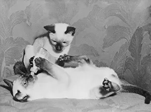 Kitten Prints: Siamese Kittens Drinking From Baby Bottle