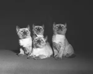 Siamese Prints: Siamese kittens looking up, (B&W)