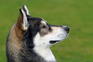 Images Dated 8th November 2011: Siberian Husky -Canis lupus familiaris-, one year old male, portrait