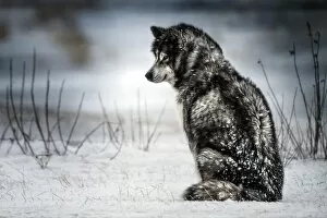 Wild Animal Gallery: Siberian husky in snow